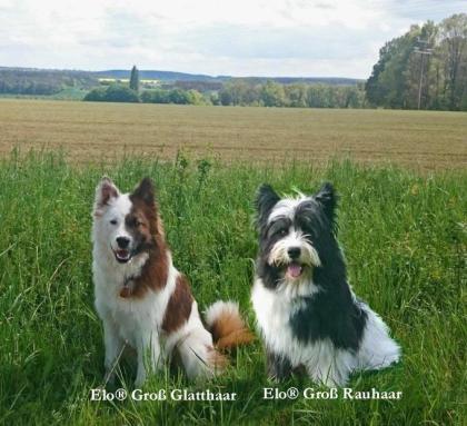 Familienhund Elo® - Welpen von Werths Echte in Franken
