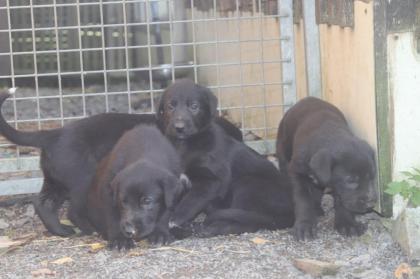 Irish Wolfhoundwelpen, VDH