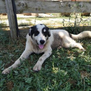 Anton - ein kleiner Stratege