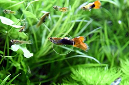 Guppy Mixe, AKTION!, 7, 50€/ 6 Stck. (Versand/ Abholung)