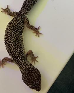 0.1 Mack Snow Lemonfrost Leopardgecko Weibchen Nz 20