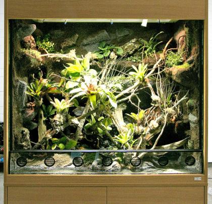 Paludarium / Terrarium für Pfeilgiftfrösche (Dendrobaten)