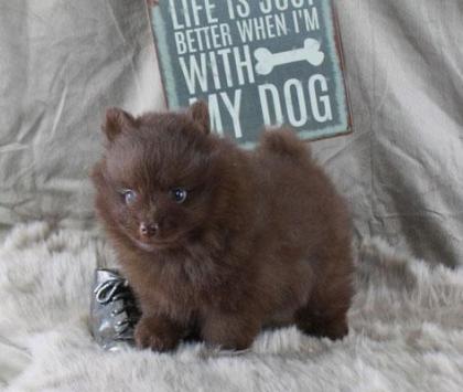 Teacup Pomeranianwelpen braun, 