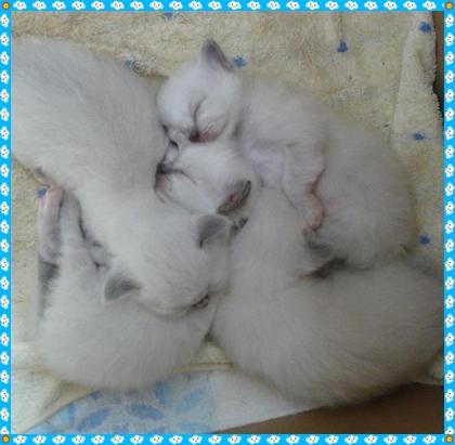 Birma Babys aus Köln