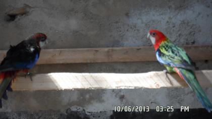 Monchittiche zuchtpare