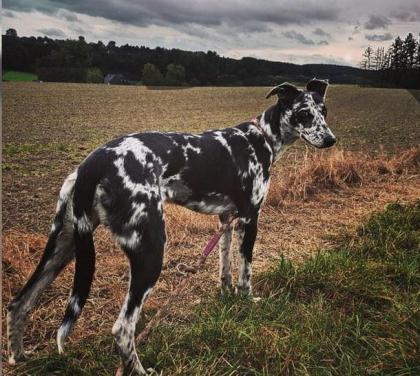 Traumhaft schoene & sanfte Welpen/ Familienhunde Koolie x Whippet