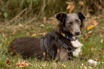 SPITZILEIN - Mischling - 2, 5 Jahre - Tierhilfe-Franken e.V.