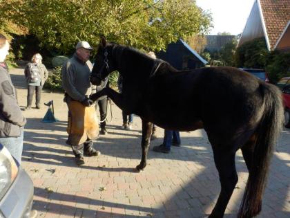 Intensiv Hufkurs / Seminar 2 tägig in Bayern
