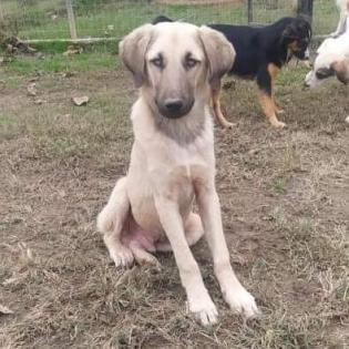 Mario - ein sanfter Schatz