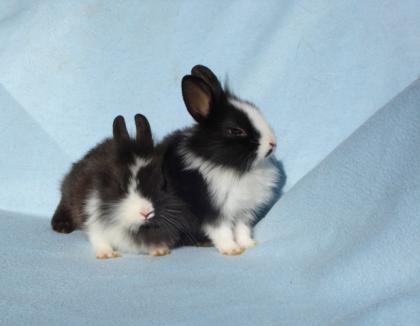 Bezaubernde Zwergkaninchen, Löwenkopf, Teddyzwerge abzugeben