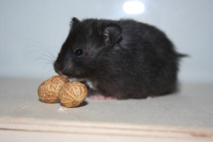 ZAHME und neugierige HAmsterbabys aus Hamsterzucht München 