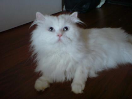 Weißer Perser Deckkater