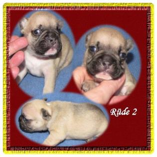 Freiatmende  Französische Bullys