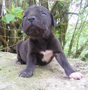 Wunderschöne Fila Brasileiro Welpen
