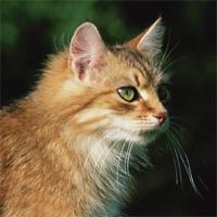 Katzenpension in Bonn ?