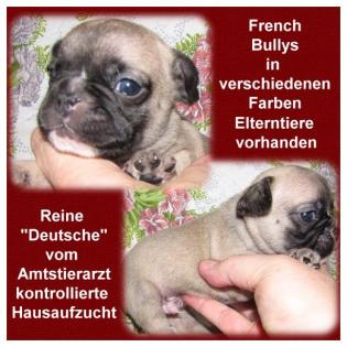 French Bulldoggen