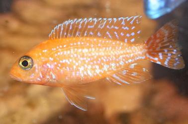 Malawibuntbarsche in 78665 Frittlingen abzugeben