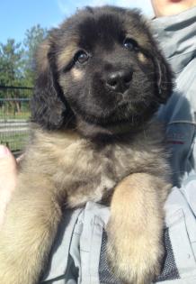 Leonberger Welpen