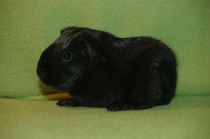 Babyböckchen in schwarz