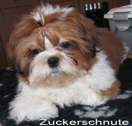 Shih Tzu Zwerge