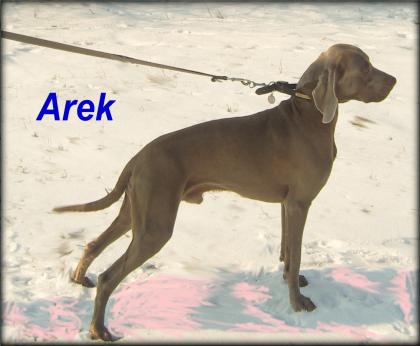 Weimaraner Deckrüde
