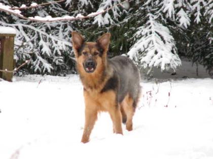 Altdeutsche schäferhündin