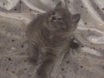 Süßer BKH Junge in Blau zu vergeben!!!