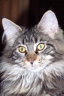Maine-Coon Joungster