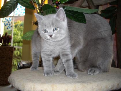 BKH / Kartäuserkitten aus rein blauen Linien