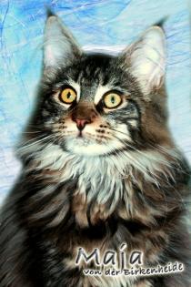 Maine-Coon Joungster