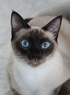 Thai-Katzenbabys für ein kuschelwilliges Zuhause und zum Liebhaben!! (traditione