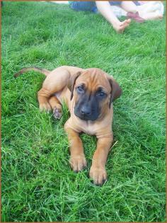 8 Rhodesian Ridgeback suchen ein Zuhause