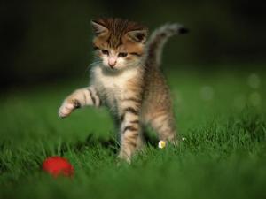 Katzensitter in Bonn 