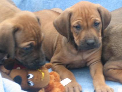 Rhodesian-Ridgeback-Welpen aus Familienzucht !
