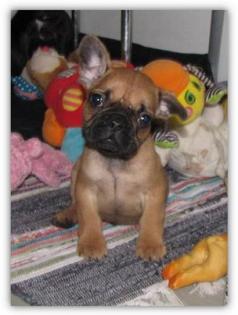 Französische Bulldoggen Babys dürfen ausziehen