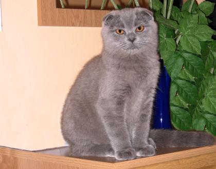 Zauberhafte Scottisch Fold Kitten