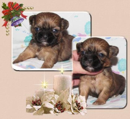 Shih Tzu Welpen 