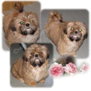 Kleines Shih Tzu Mädchen