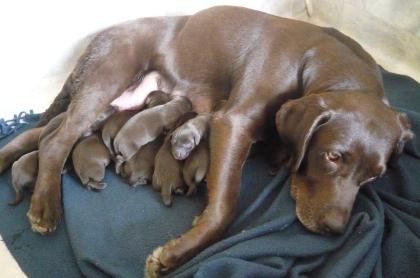 Schokobraune Labrador Welpen mit Stammbaum