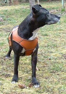 Produkte zur ERhaltung von Gesundheit und Vitalität des Hundes