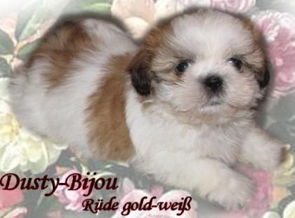 Shih Tzu Welpen Rüde und Hündin