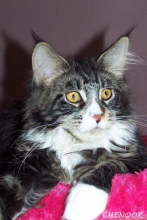 Typvolle Maine Coon Joungster s!!!
