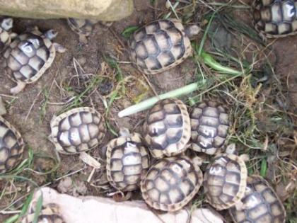 Griechische Landschidlkröte & Breitrandschildkröte