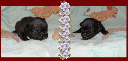 Französische Bulldoggen Puppies