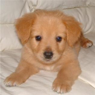 Liebevoll Golden Retriever  Welpen