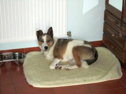 Mischlingsrüde Sammy