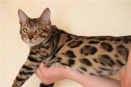 Bengalkatzen,Bengalen,Bengalkatze