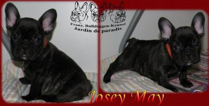 Französische Bulldoggen aus dt.Zucht in black brindle