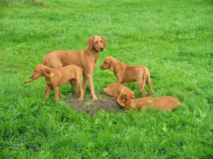 Reinrassige wunderschöne Magyar Vizsla abzugeben