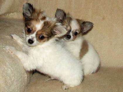 Wunderschöner merle Chihuahua - Edelmix - Welpe